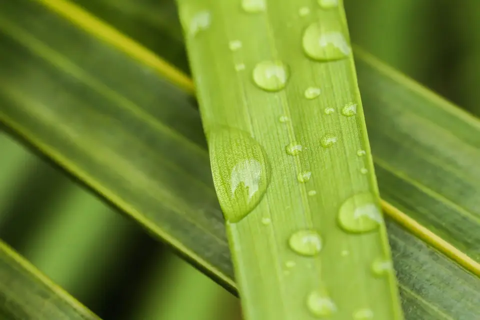 Gotas de agua sobre una hoja